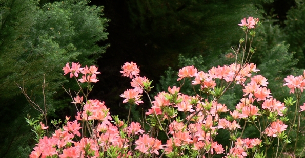 Bois des Moutiers (152) Mai 2012